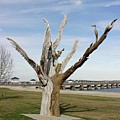 Carved Tree Bay St. Louis